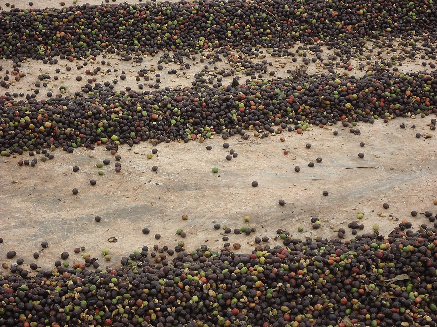 CAFES GUILIS DESDE 1928 AMANTES DEL CAFÉ - Cafea boabe Arabica decofeinizată 1 Kg Cafea Naty Shop