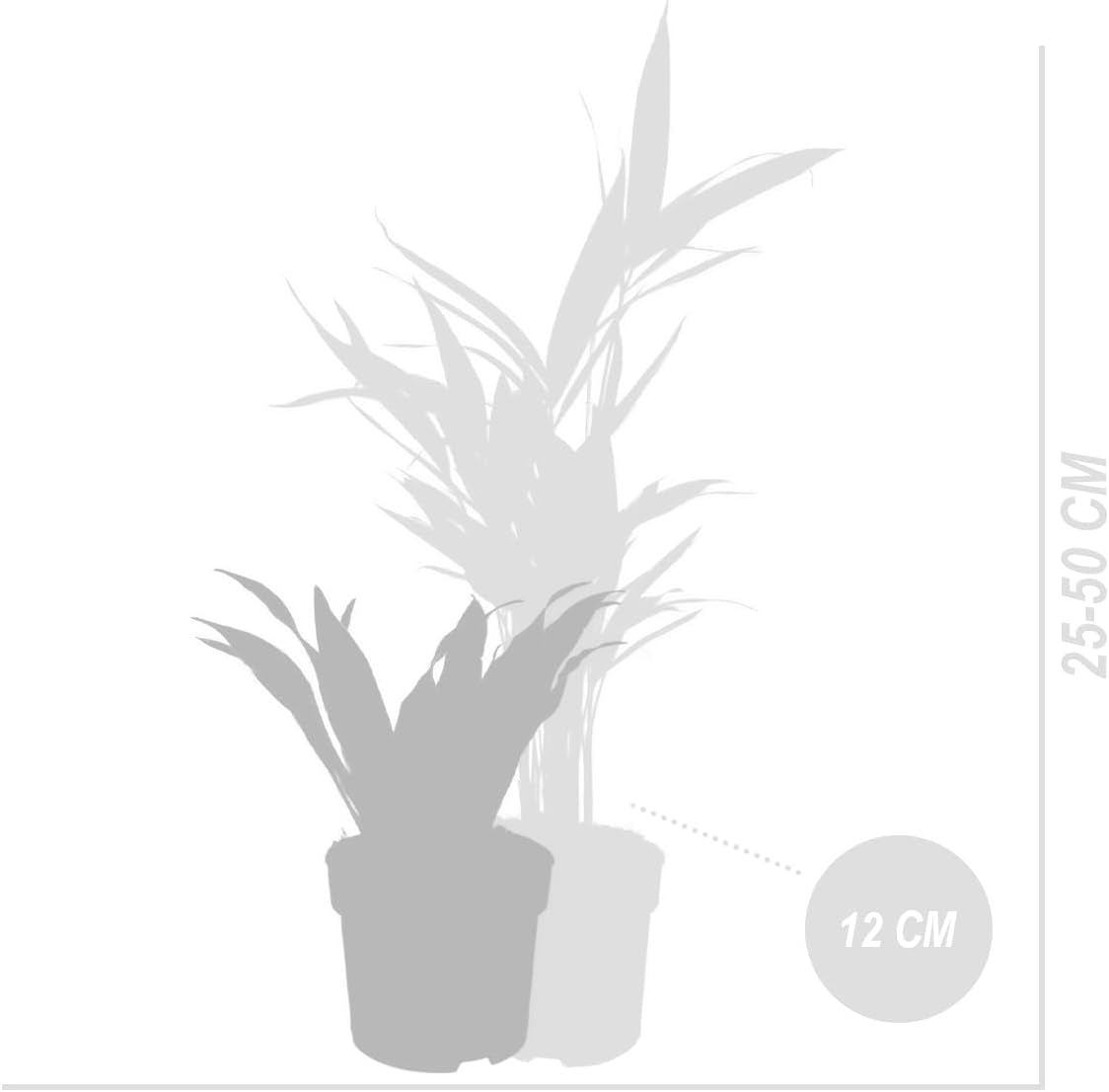 Bloomique - 6Er Set - Pflanzenüberraschung - Grüne Pflanzenmischung - Zimmerpflanzen - Pflegeleicht - Luftreinigend - Höhe 25-50 Cm - Topf 12 Cm