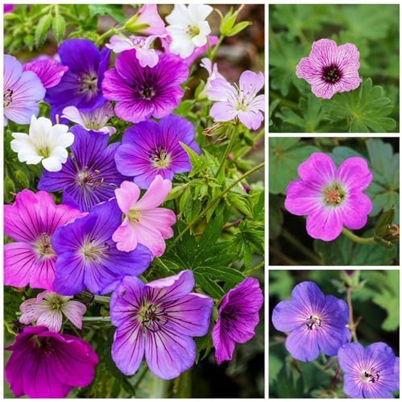 Kolekce Super Trvalka Geranium (10 rostlin/kořenů) Odolná směs 5 odrůd, velké vytrvalé hybridy z Holandska, pro zahradu, vrstvy květin (bez semen, bez umělých cibulovin)