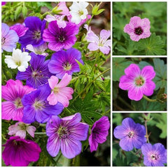 Kolekce Super Trvalka Geranium (10 rostlin/kořenů) Odolná směs 5 odrůd, velké vytrvalé hybridy z Holandska, pro zahradu, vrstvy květin (bez semen, bez umělých cibulovin)