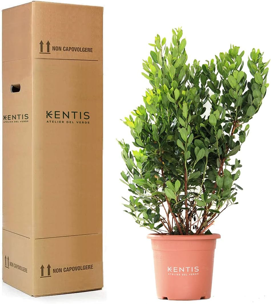 KENTIS - Jahody (Arbutus unedo) – Odolné rostliny do zahrady – Stálezelená, pravá rostlina – Výška 80-100 cm, Ø květináče 24 cm