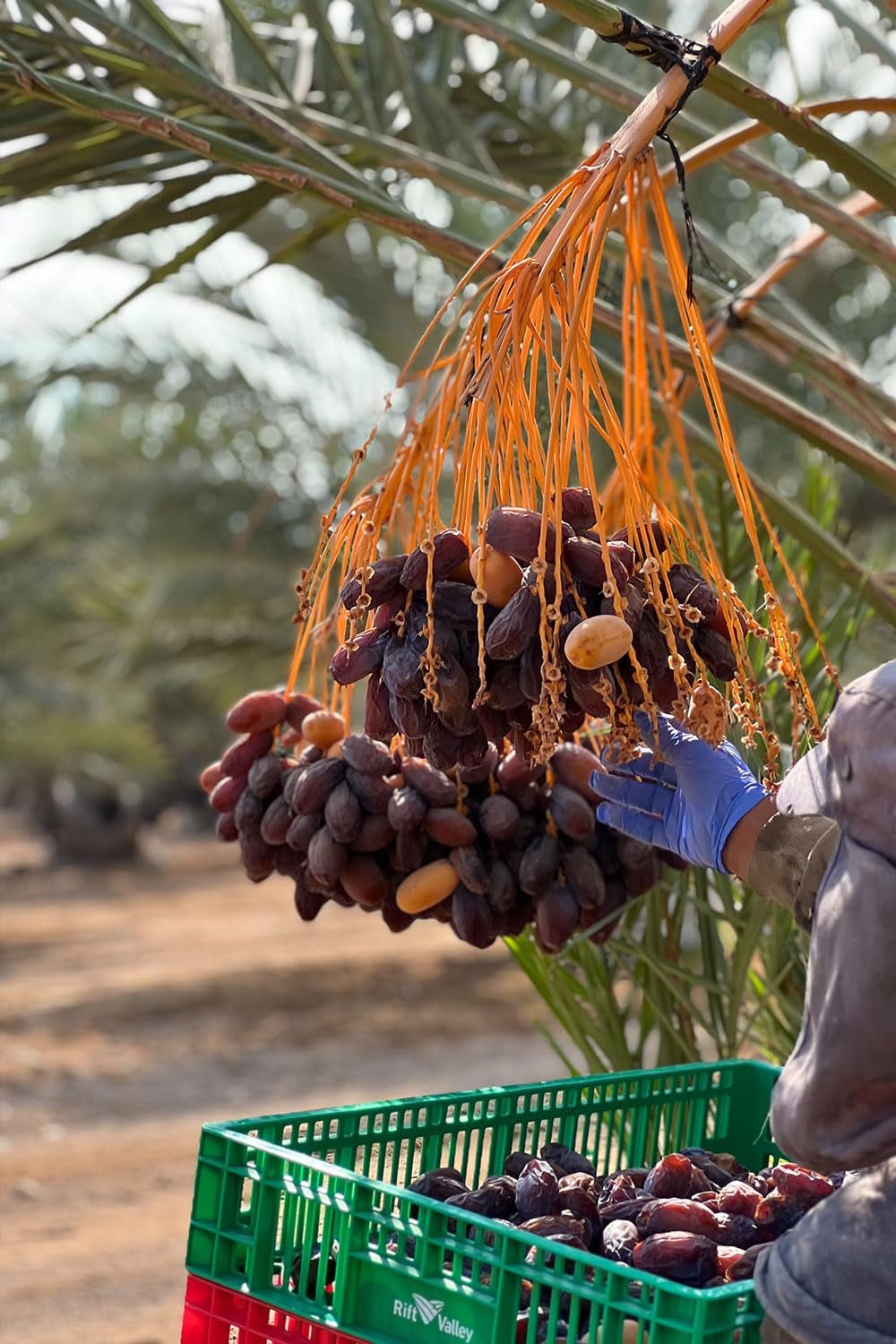 NABALI FAIRKOST FOR ALL Medjoul - Medjool Dates Choice I - 100% natural aromat proaspăt oriental moale I dulce ca mierea și caramelizat I Origine: Palestina I (1x1KG) Produse deshidratate Naty Shop
