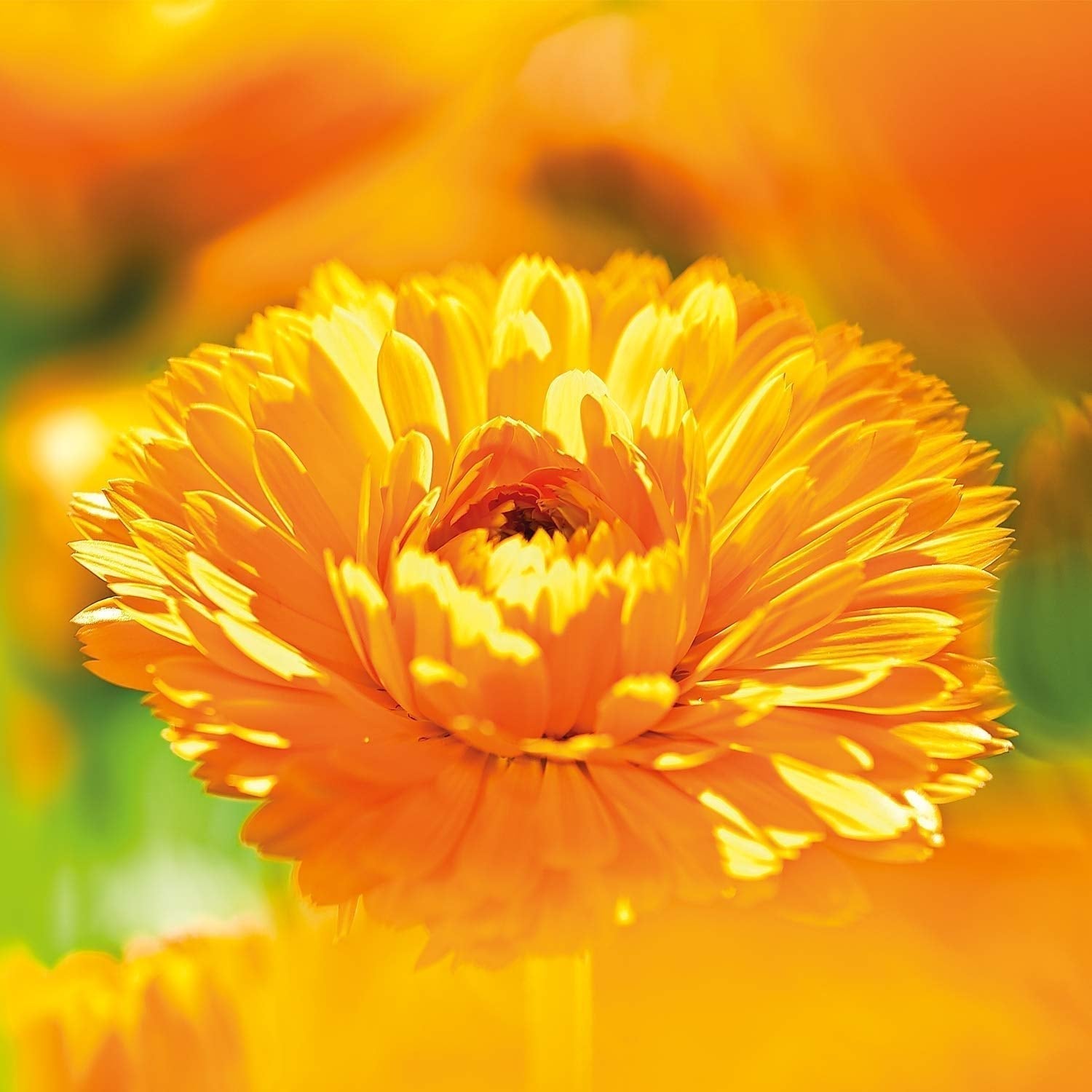 WELEDA Organic Baby Calendula Face Cream - Cremă hidratantă cosmetică naturală cu ulei de migdale și ceară de albine pentru îngrijirea pielii uscate. Cremă naturală de îngrijire facială pentru bebeluși și copii (1x 50ml) Copii - Baie si Skincare Naty Shop
